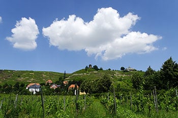 Weinberg in Radebeul